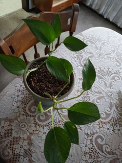 Pothos in good size pot