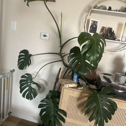 Monstera Plant 