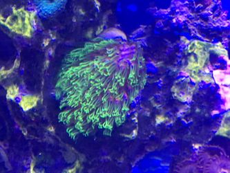 Frags diff prices
