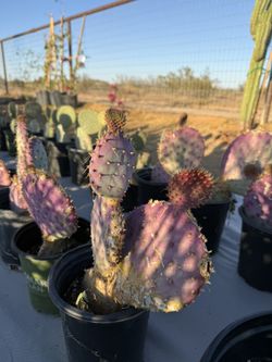 Purple Prickly Pear