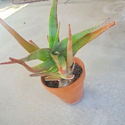 Hardy Aloe Vera In 8" Terra Cotta Pot