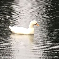 This Is Lily Da Duck Buy Her Or Don’t Idc