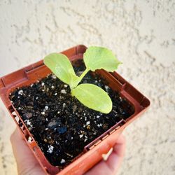 Plants For Sale - Watermelon, Okra, Armenian Cucumber