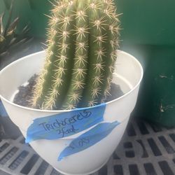 Sun goddess cactus  (trichocereus)