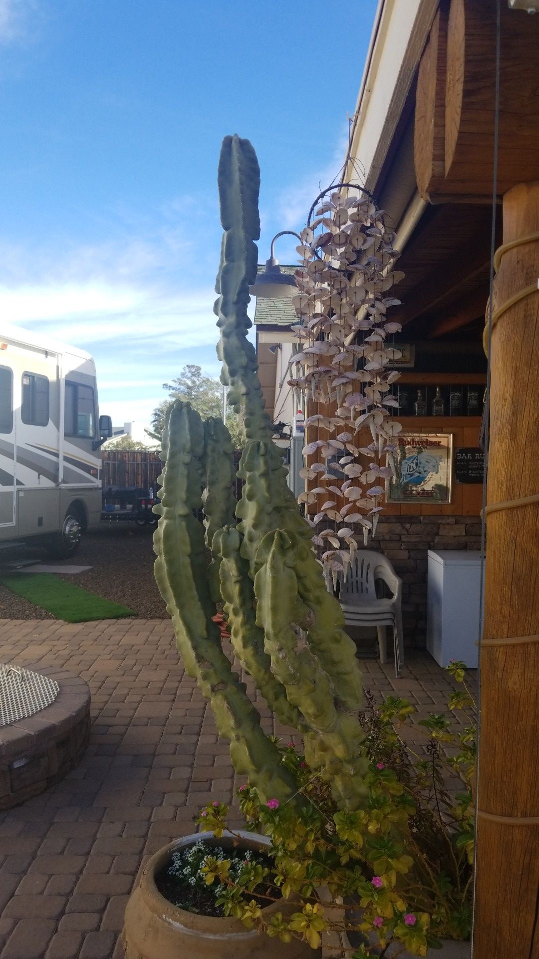 Totem pole cactus for Sale in Glendale, AZ OfferUp