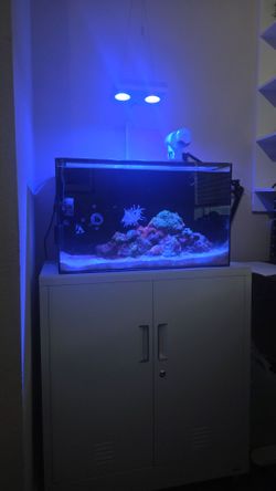 20g Saltwater aquarium fish tank with live stocks