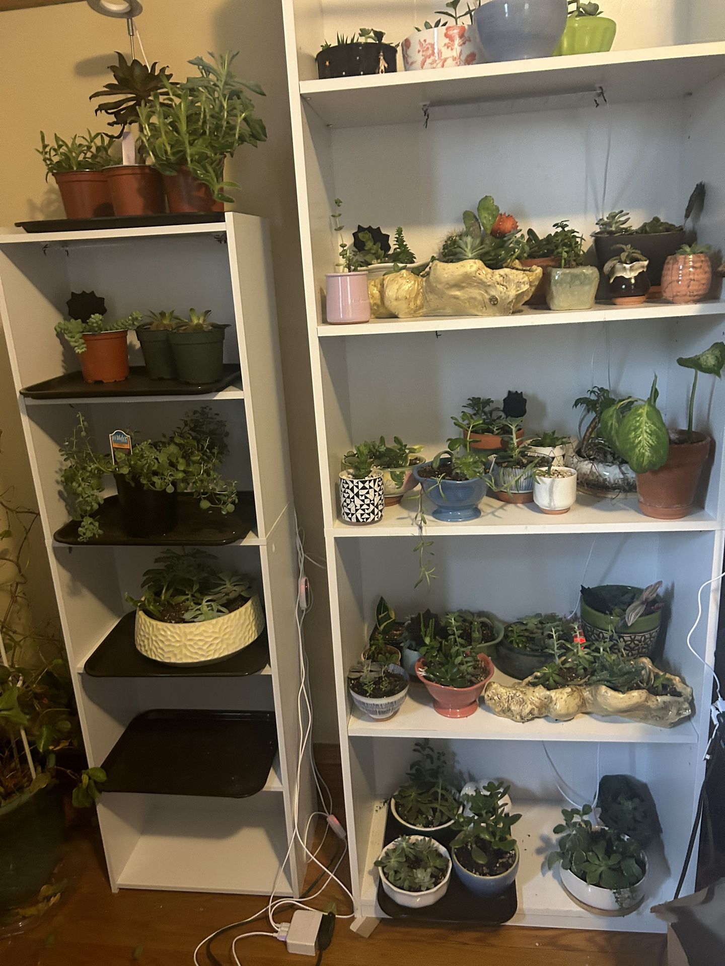 Succulents