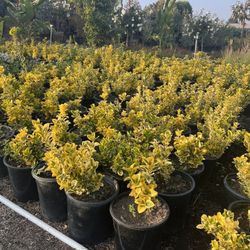 Euonymus japonicus 'Aureo-Marginata' Golden Euonymus