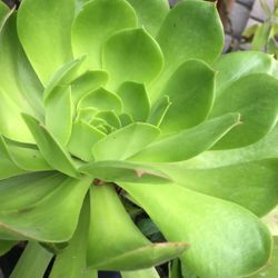 Planta Suculenta
