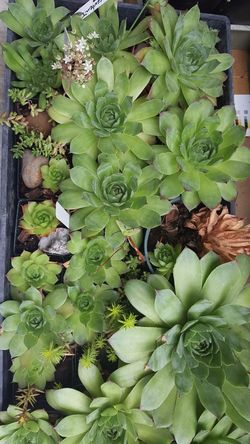 Succulent Plants - 2-4 inch
