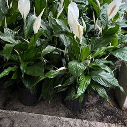 Peace lily in 3 gls pot. SPECIAL PRICE 🤩