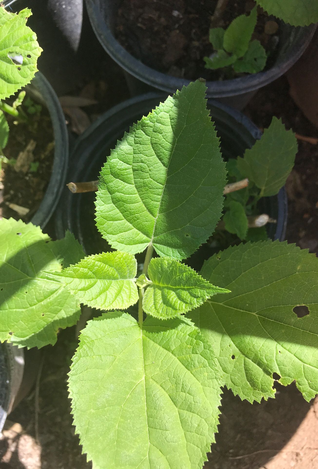 New White hydrangea in gallon pots & in 3-5 gallon-pots ready to bloom soon ,, new leaves are forming to develop flowers.