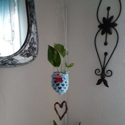 Hanging Pothos Ivy ♥️🎁♥️