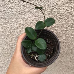 Beautiful Hoya Mathilde Plant