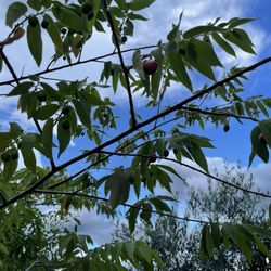HUGE 28 Gallon Jamaica Cherry (muntingia Calabura)