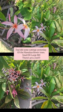 Hawaiian flower tree
