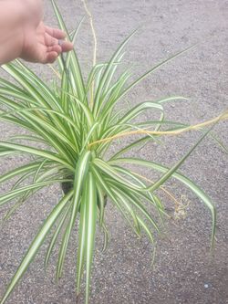 Spider  Plant 6" Pot $12 each