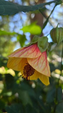 Abutilon 'Flowering Maple'