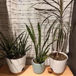 House plants
