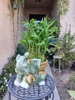 Lucky Bamboos Arrangement $38
