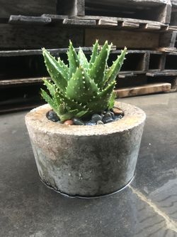 Thorn & Gravel Cactus in Custom made concrete pot
