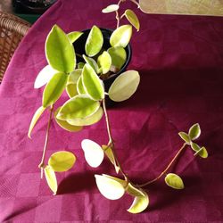 Krimson Queen Hoya Rooted Plant In Hanging Pot $Fragrant Pink Blooms -Deltona,  Fl Pickup Or Ship 