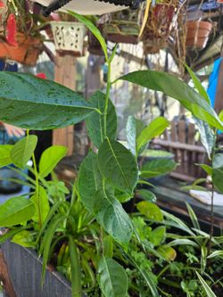 Small Jack Fruit Trees
