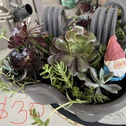 Beautiful Succulents 