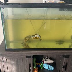 Selling Two Turtles 