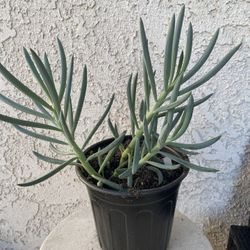 1 Gallon Pot Succulent Plant - Blue Fingers - Curio Talinoides - Rooted & Established - Drought Resistant 🪴