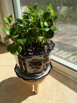 Baby Rubber Tree