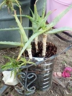 🌿 Explosive Growth Aloe Vera – 🌿  🌿Crecimiento Explosivo del Aloe Vera🌿