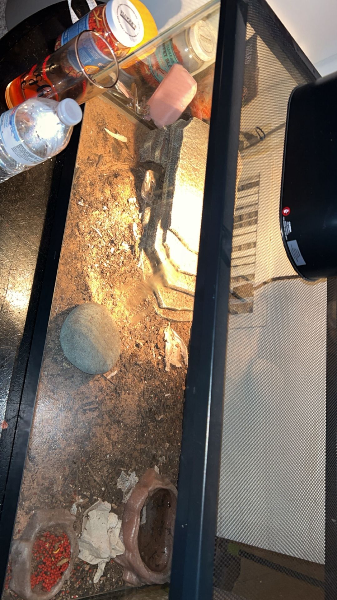 Bearded Dragon And Tank