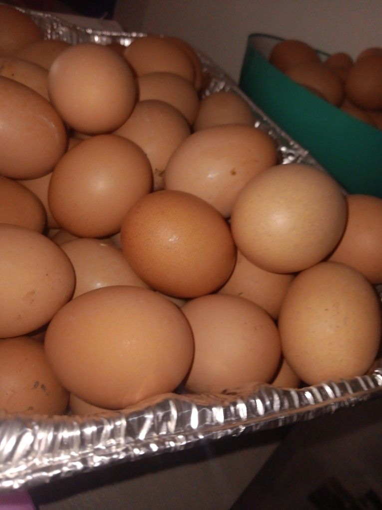 Fresh Organic Eggs 🥚 For Sale. Special Sale Price.