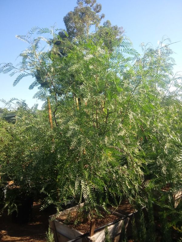 California pepper trees for Sale in Perris, CA OfferUp