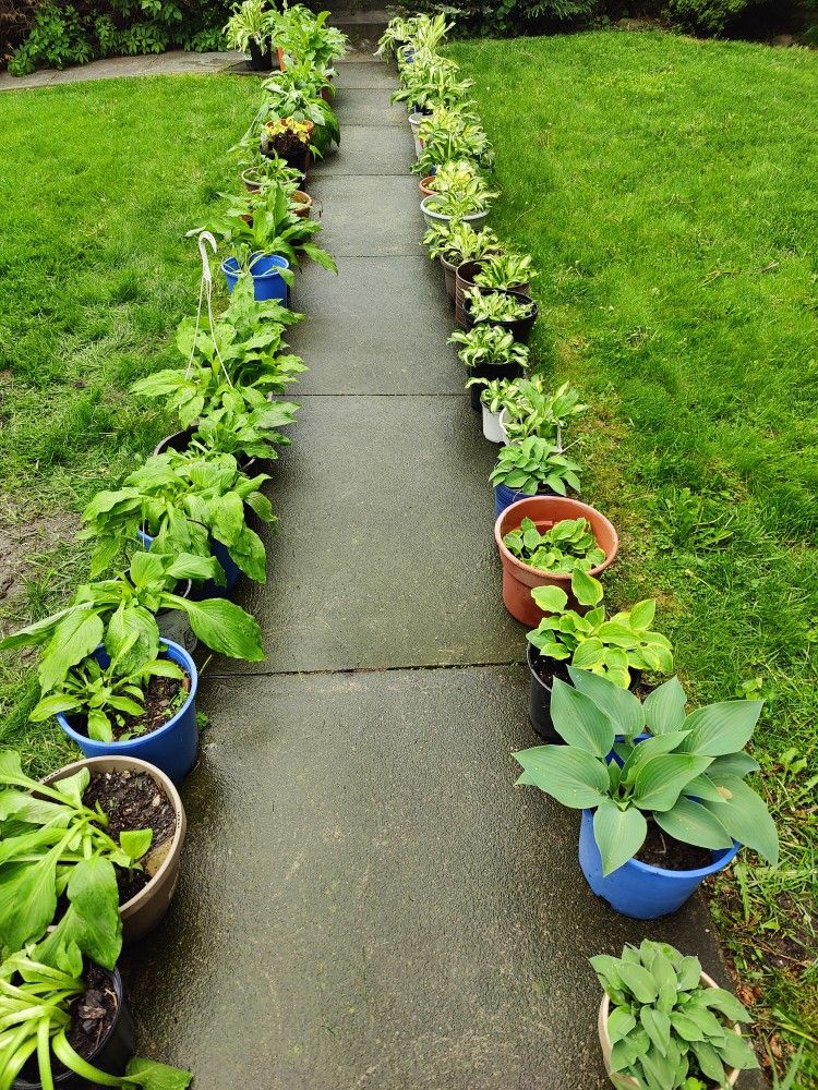 Dozens Of Several Species Of hostas