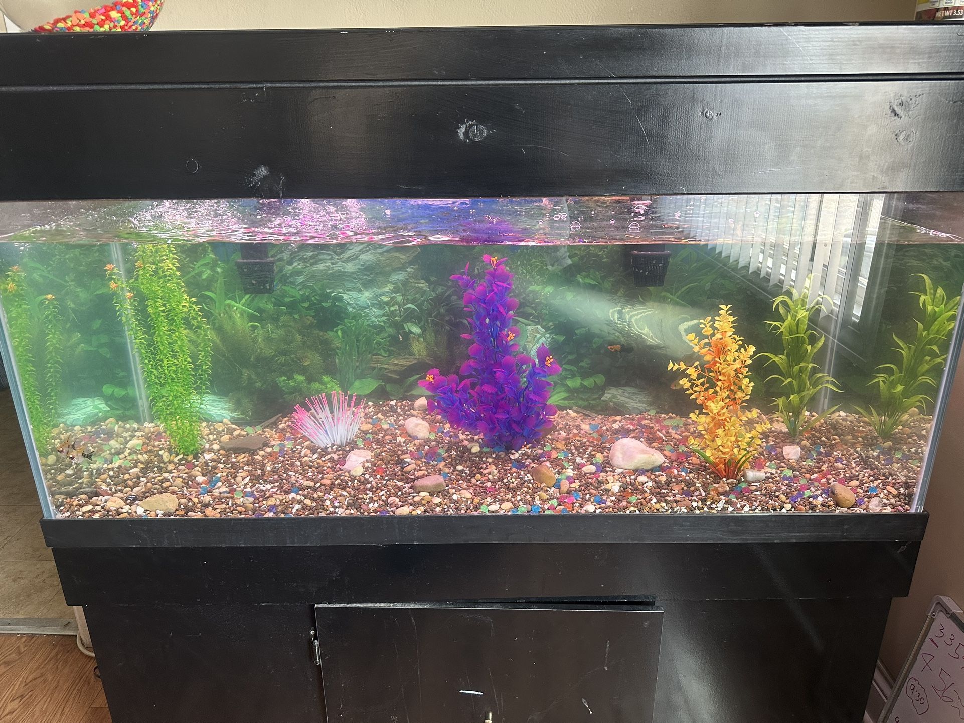 75 Gallon Fish Tank