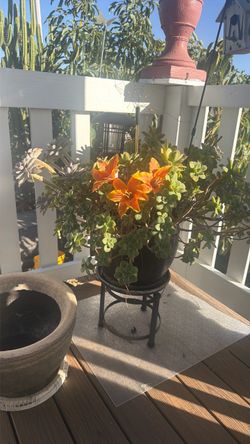Succulent Plant with Orange Blooms in Black Pot