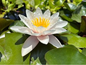 Water lilies