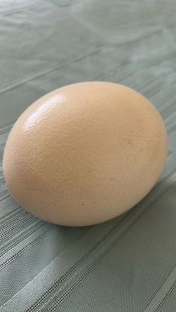 Ostrich Eggs.