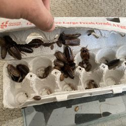 Dubia Roqches Colony 