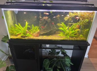 75 Gallons Aquarium setup and Aquarium Stand + accessories