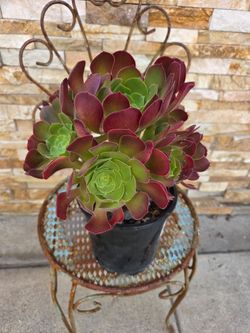 Beautiful Plant