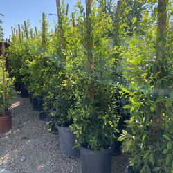 15 Gal Ficus-ALWAYS AVAILABLE 