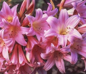 (5) Med Amaryllis Belladonna Lily Bulbs