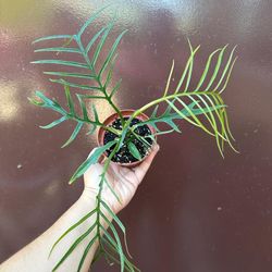 4” philodendron tortum