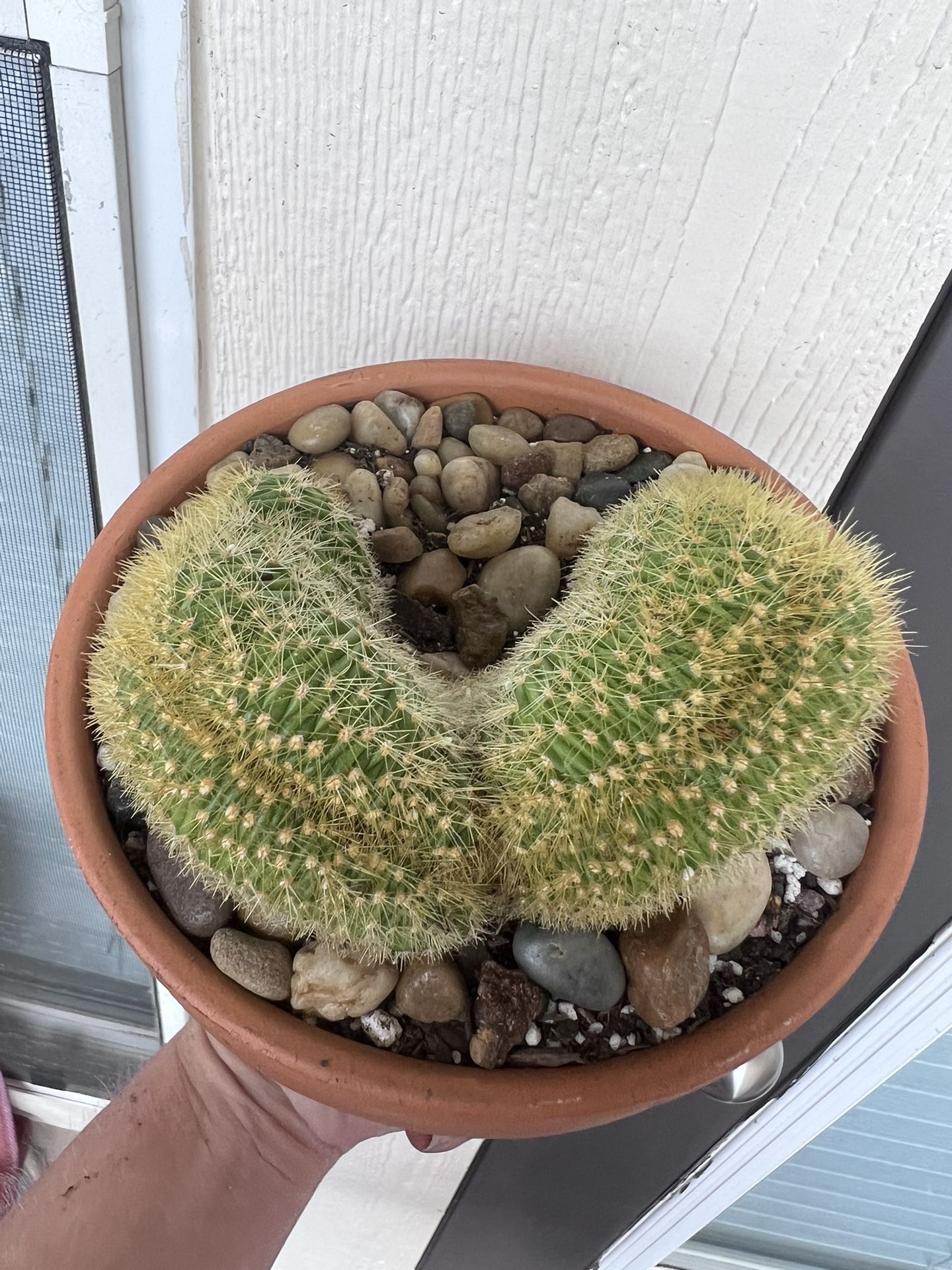 Crested Cactus 