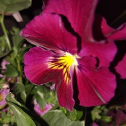 Purple Hanging Basket Flowers