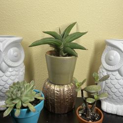 THREE Piece plant Bundle 