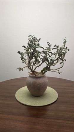 Panda Plant